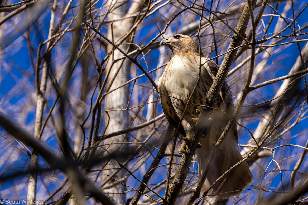 Red-tailed Hawk - ML548173881