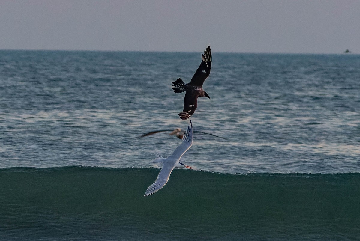 Parasitic Jaeger - ML548174641