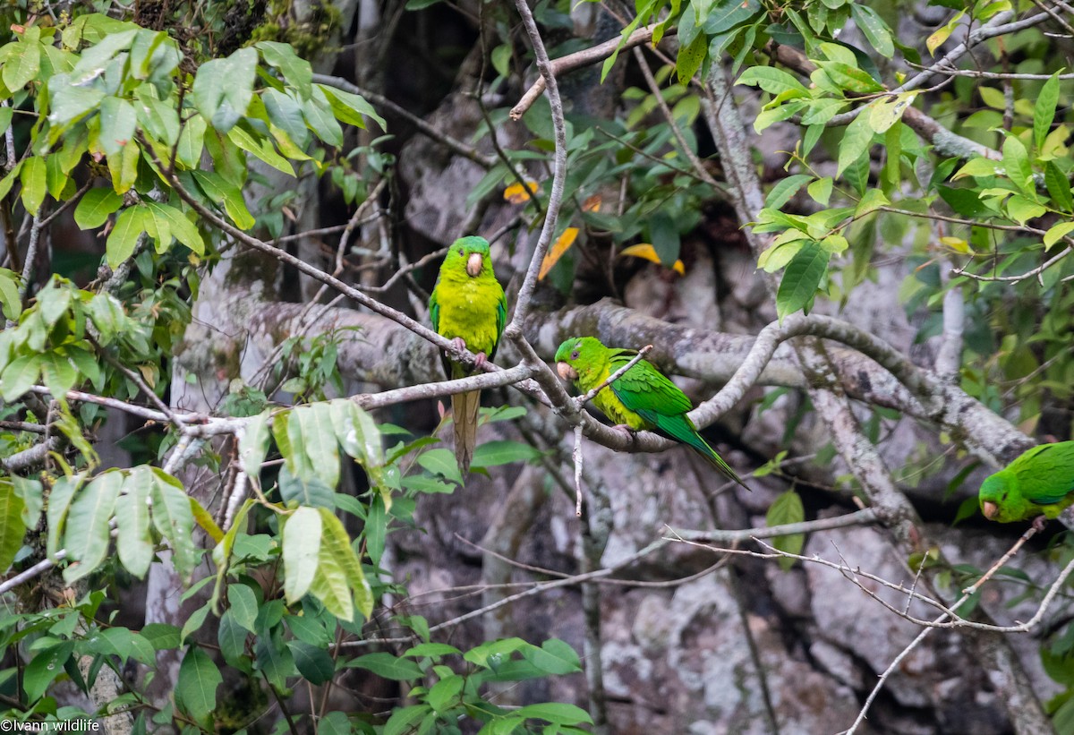 Meksika Yeşil Papağanı - ML548175751