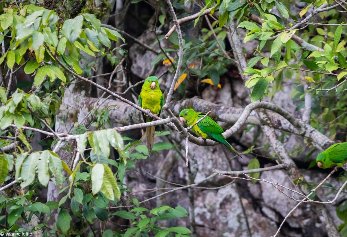 Green Parakeet - ML548175751