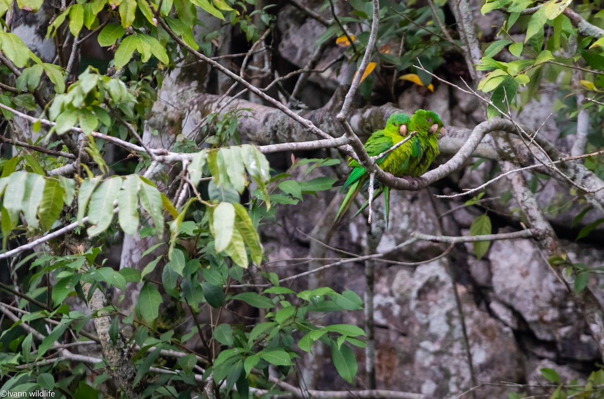 Meksika Yeşil Papağanı - ML548175771