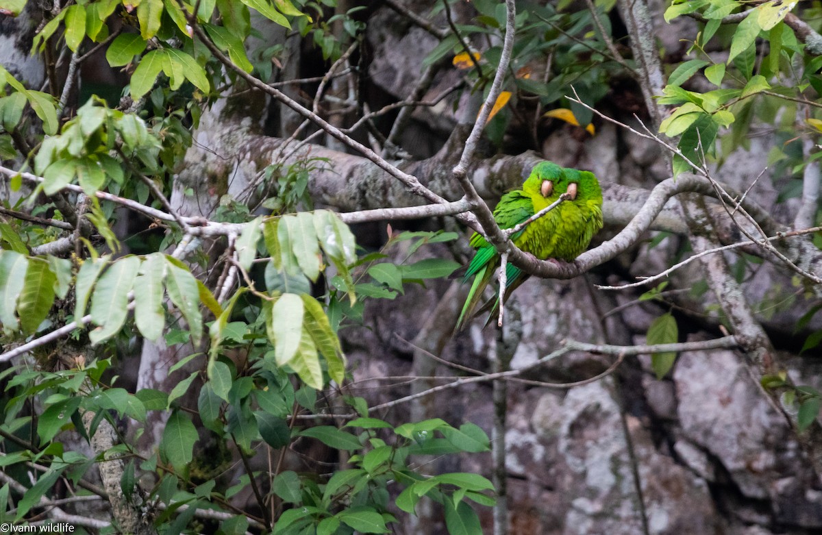 Meksika Yeşil Papağanı - ML548175801