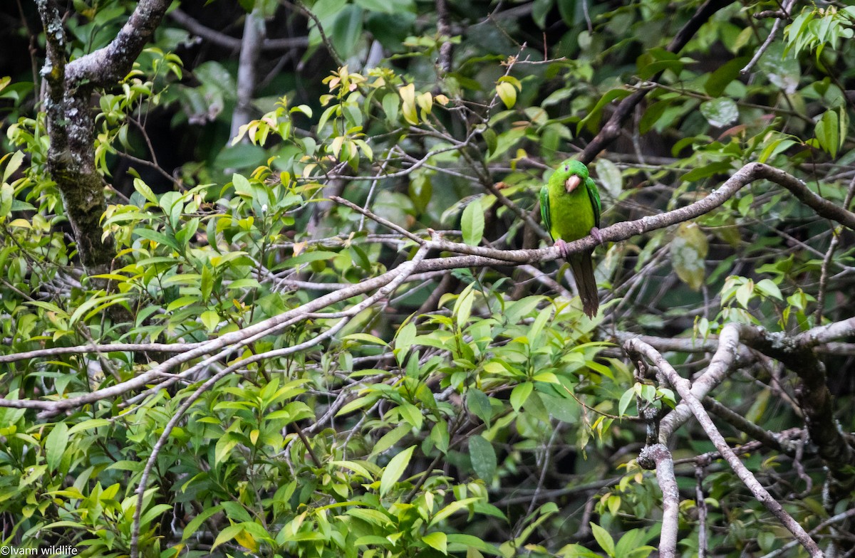 Meksika Yeşil Papağanı - ML548175811