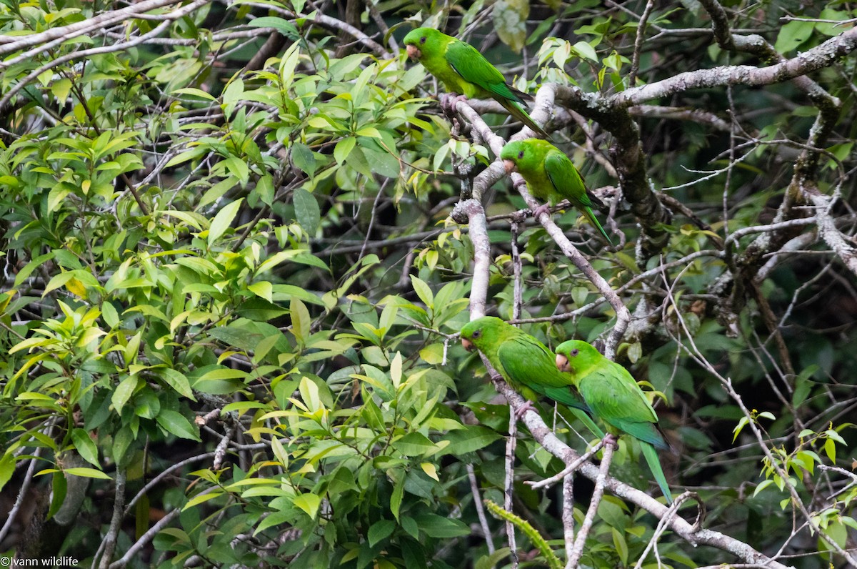 Meksika Yeşil Papağanı - ML548175821