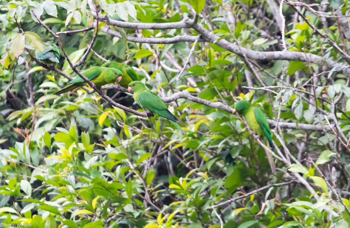 Meksika Yeşil Papağanı - ML548175831