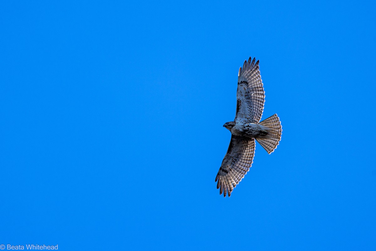 Red-tailed Hawk - ML548175891