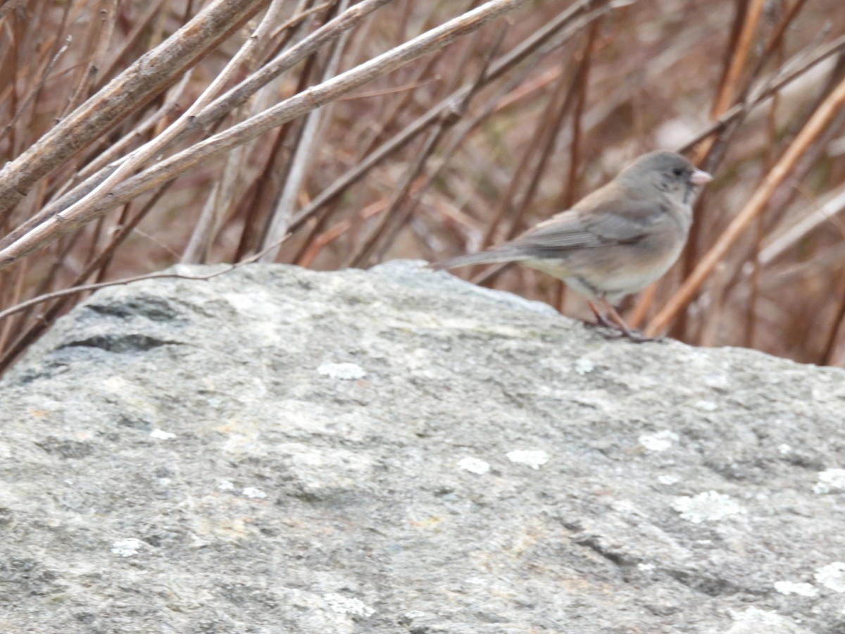 Dark-eyed Junco - Emily Szczypek