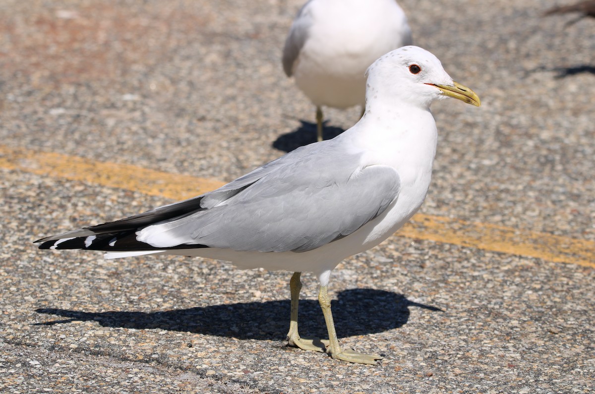 Common Gull (European) - ML548176221