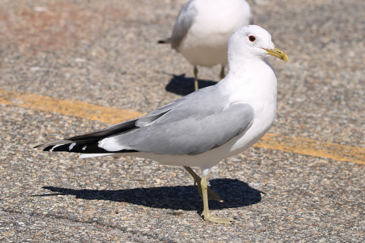 Common Gull (European) - ML548176231