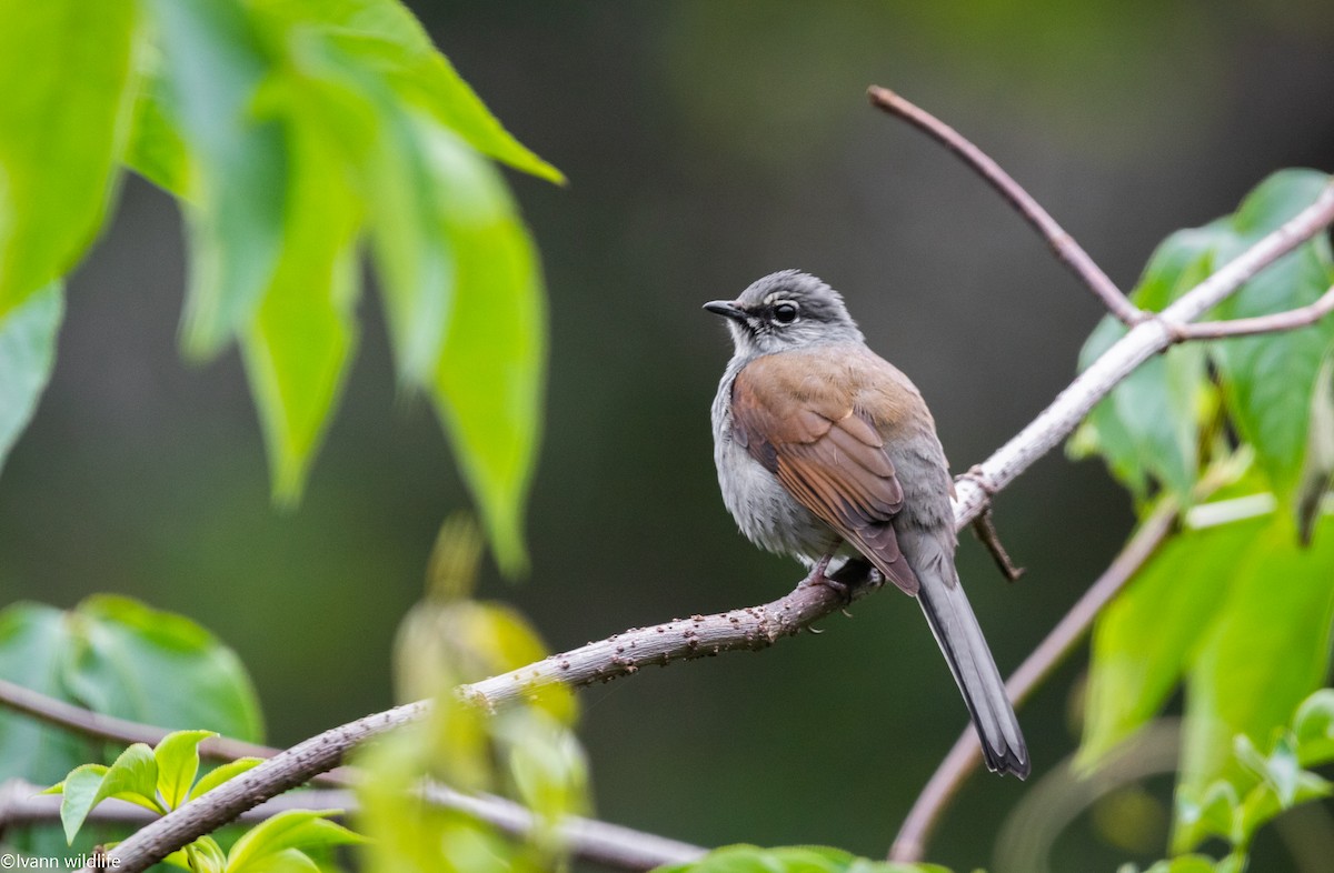 Brown-backed Solitaire - Ivann Romero