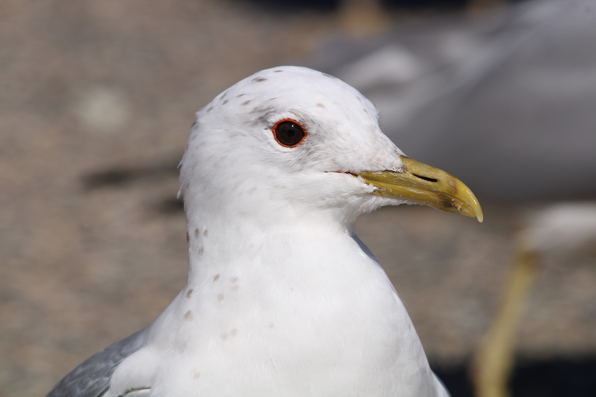 Common Gull (European) - ML548176311