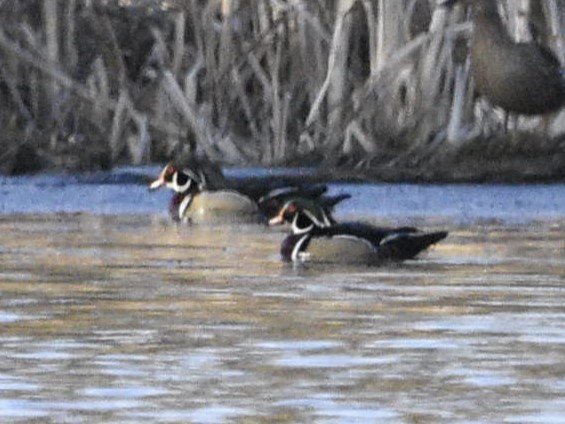 Wood Duck - Jeff Katen