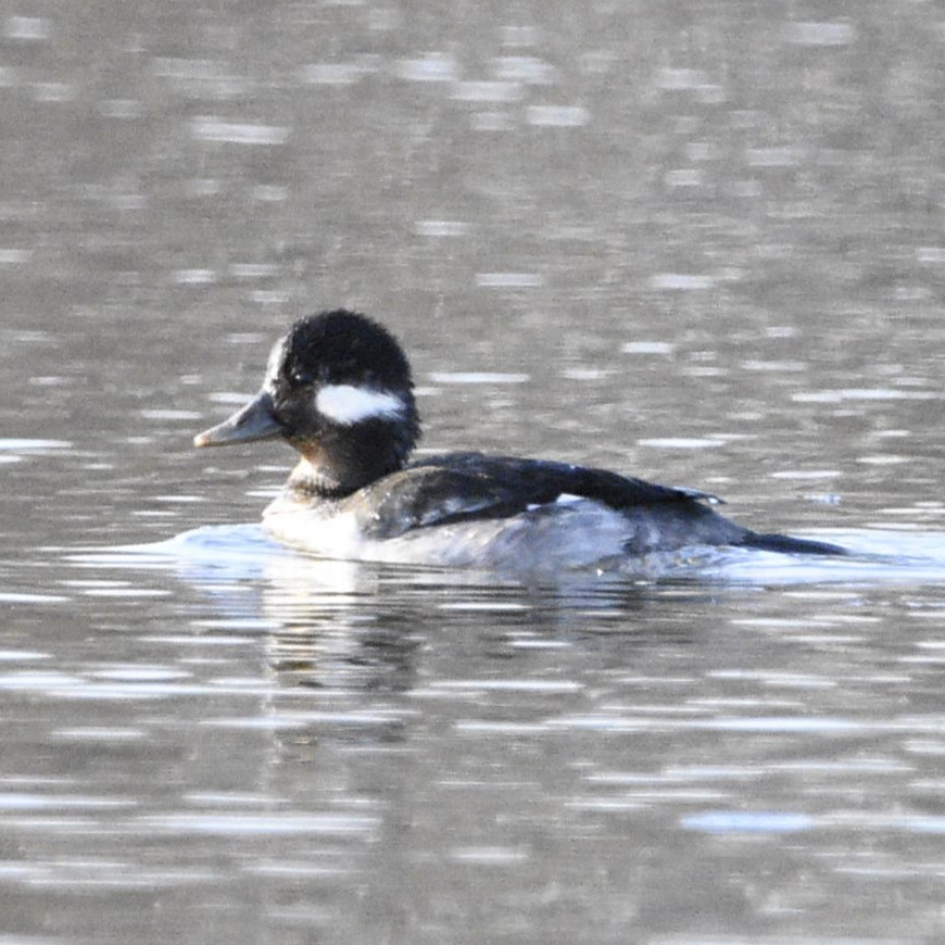 Bufflehead - Jeff Katen