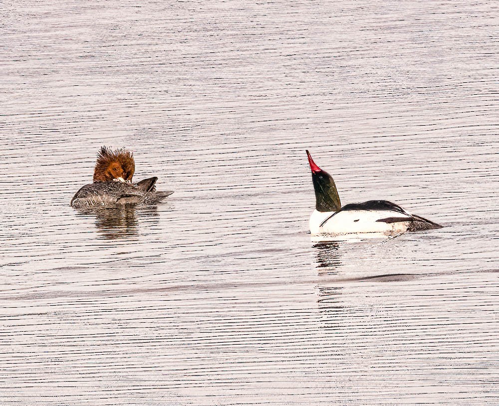 Common Merganser - ML548177171