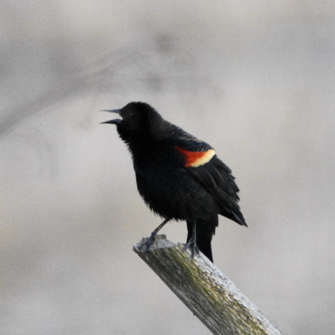 Red-winged Blackbird - Jeff Katen