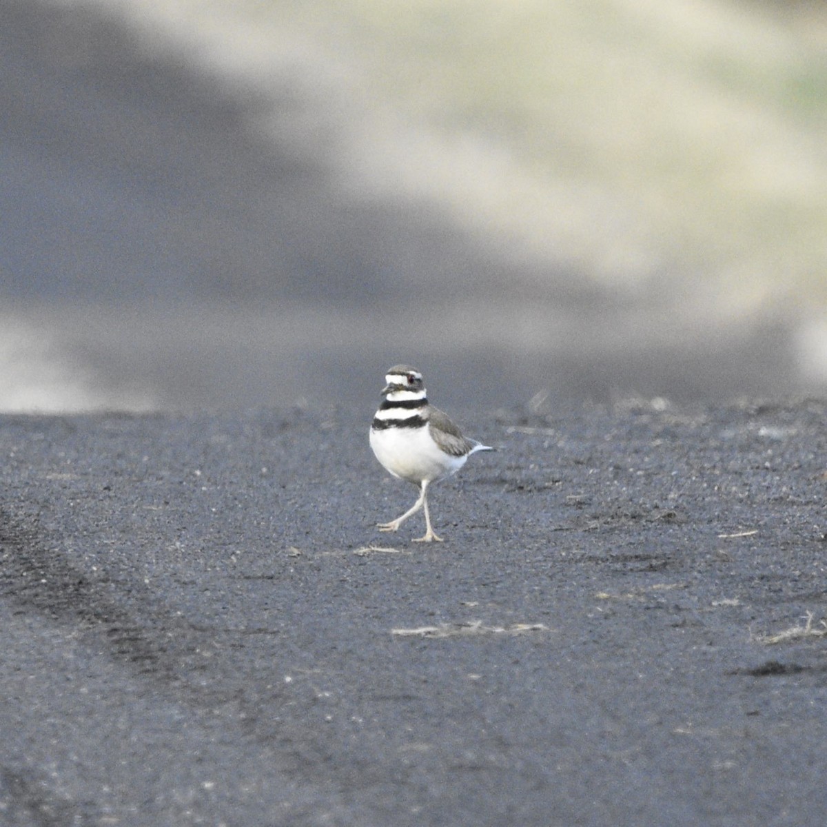 Killdeer - ML548177391