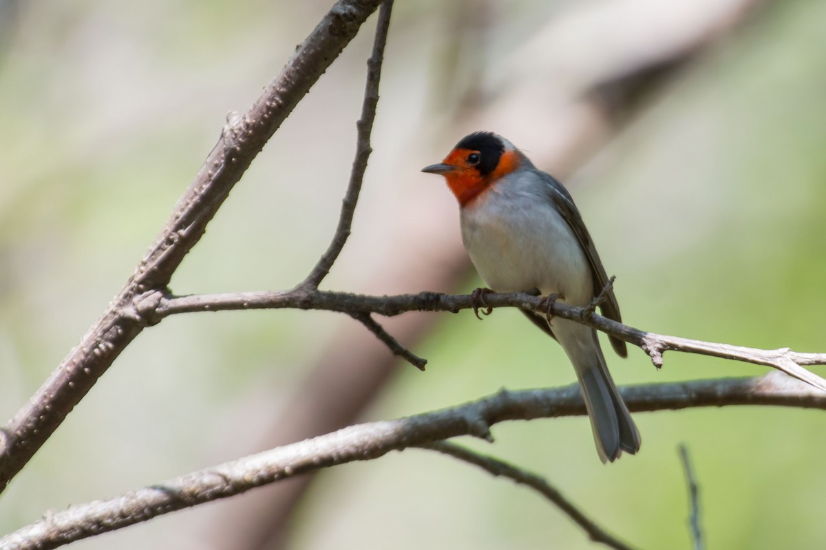 Red-faced Warbler - ML548177731