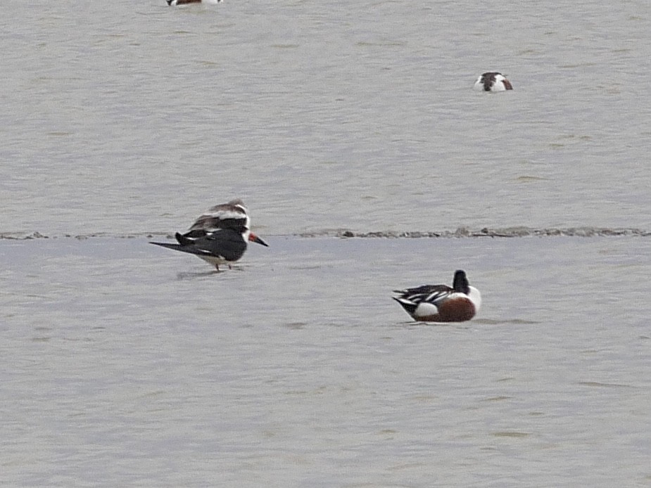 Black Skimmer - ML548177951