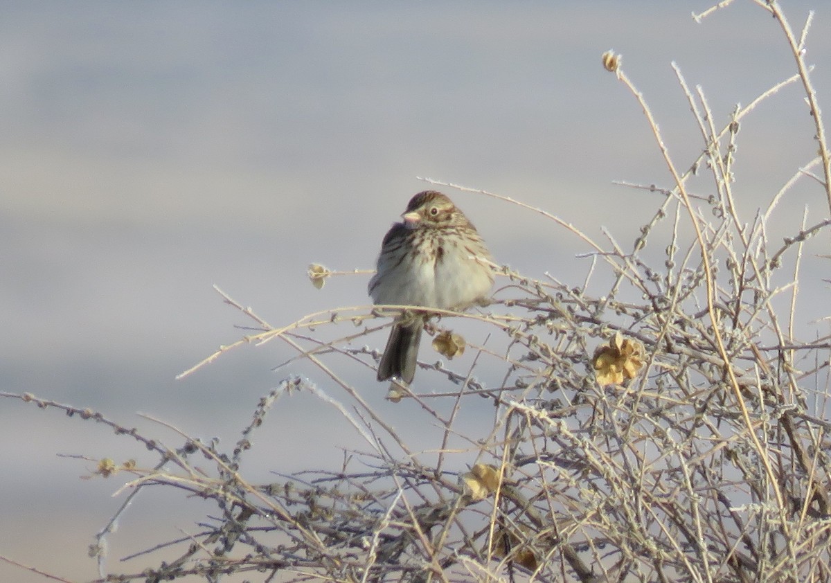 Vesper Sparrow - ML548178041