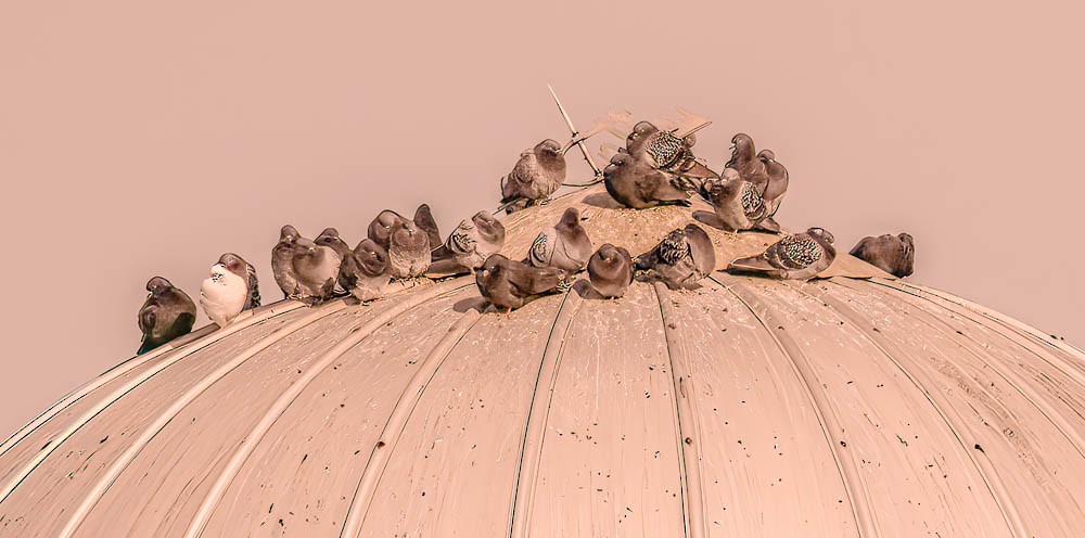 Felsentaube (Straßentaube) - ML548178281