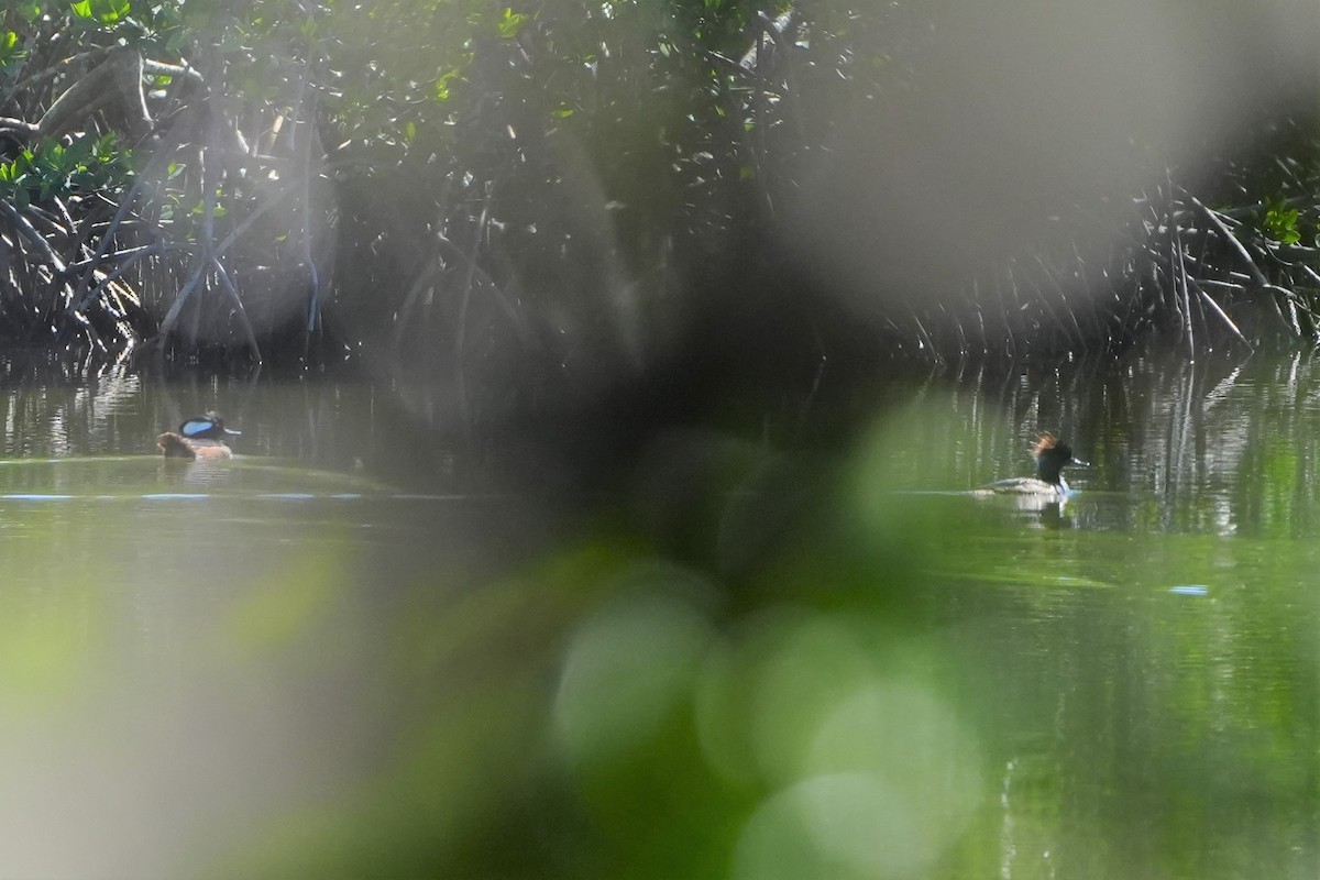 Hooded Merganser - ML548178631