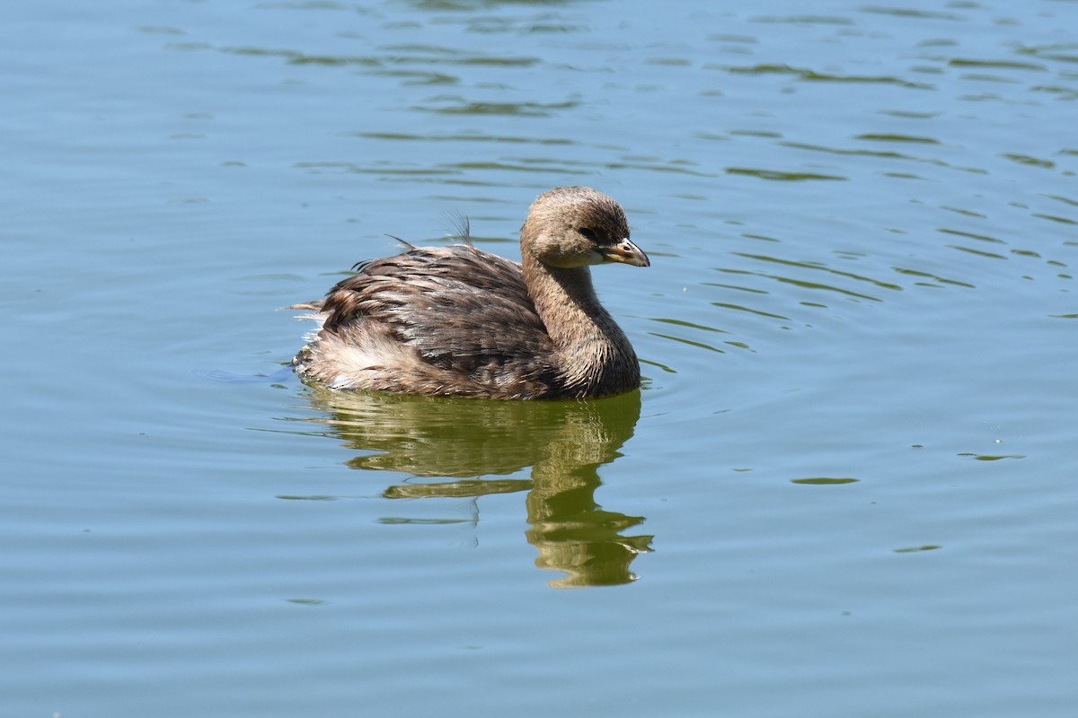 Pied-billed Grebe - ML548179691