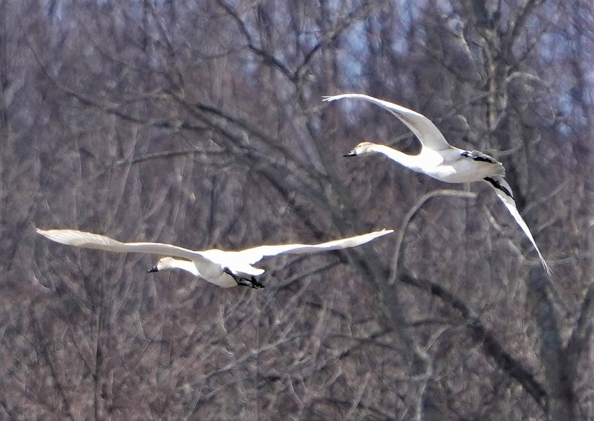 Tundra Swan - Annette Teng