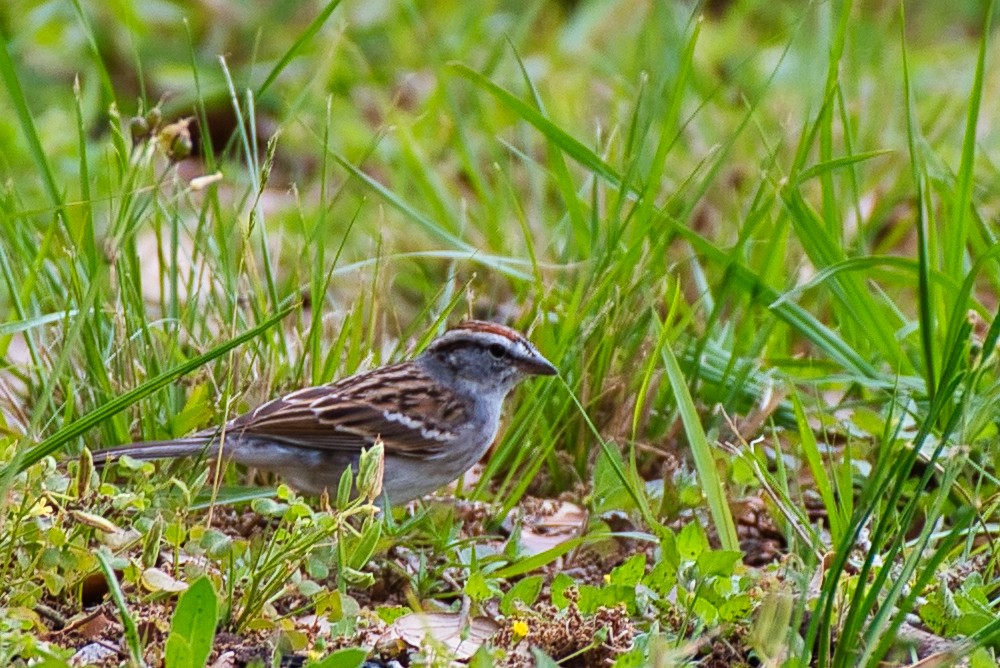 Chipping Sparrow - ML548181011