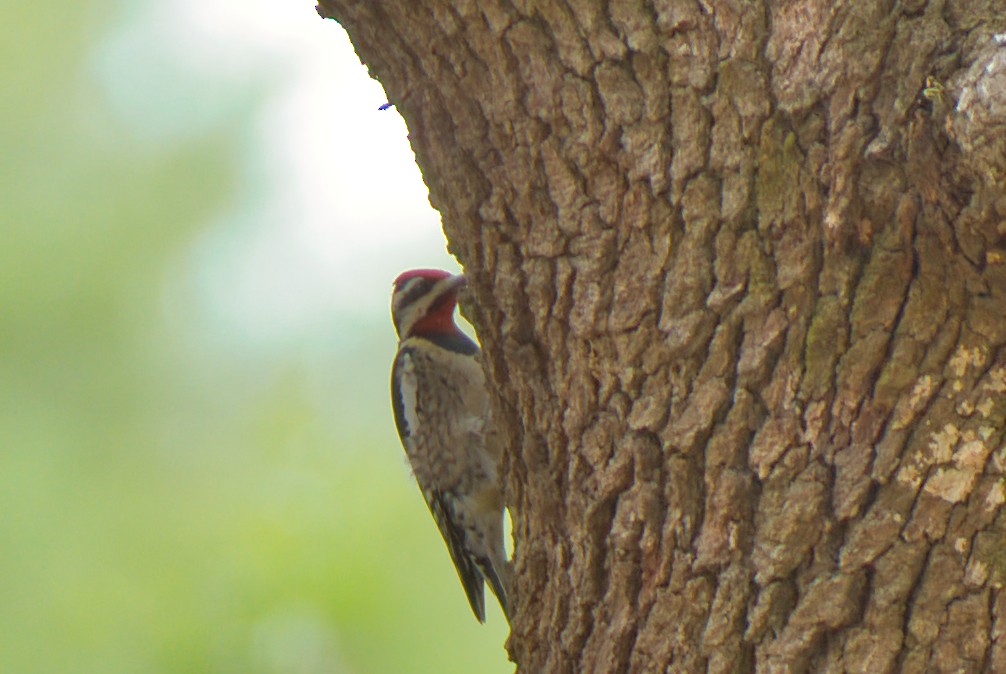 Yellow-bellied Sapsucker - Donald Fullmer