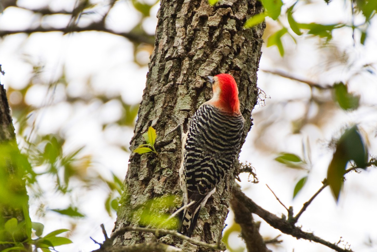 Red-bellied Woodpecker - Donald Fullmer