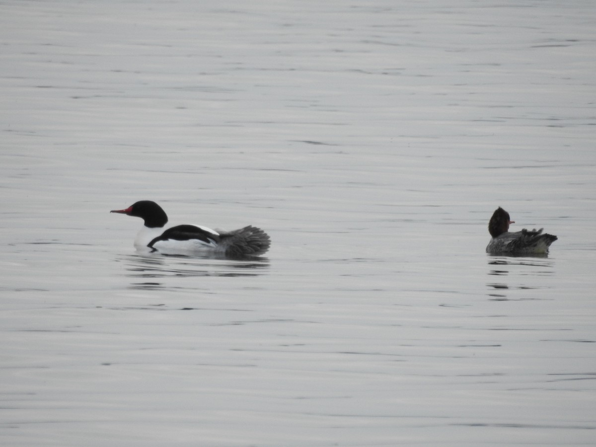 Common Merganser - Amy Lyyski