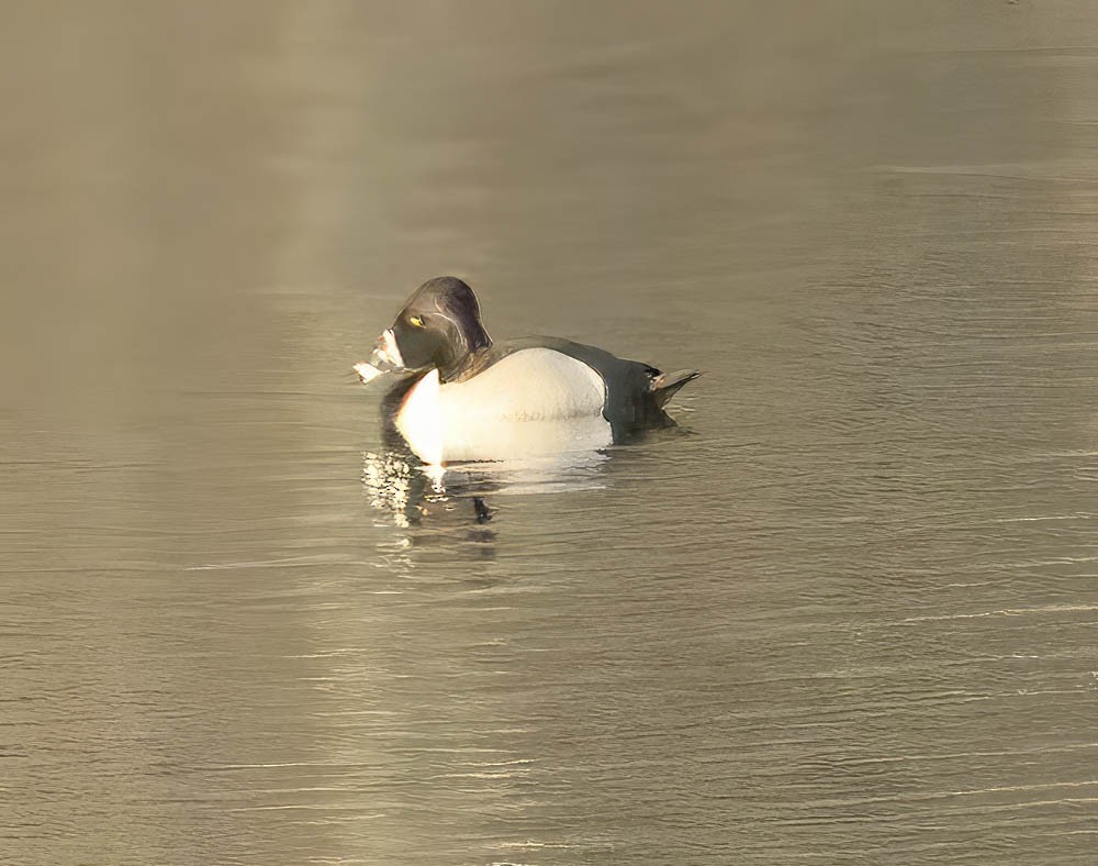 Ring-necked Duck - ML548182111