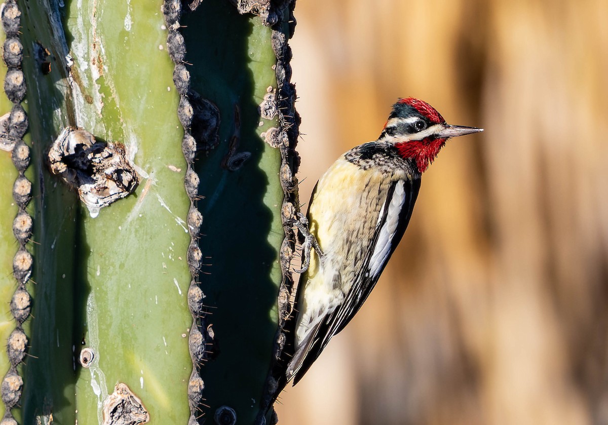 Red-naped Sapsucker - ML548182441