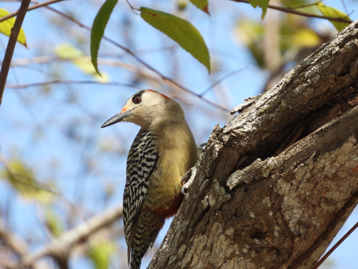 West Indian Woodpecker - ML548183521