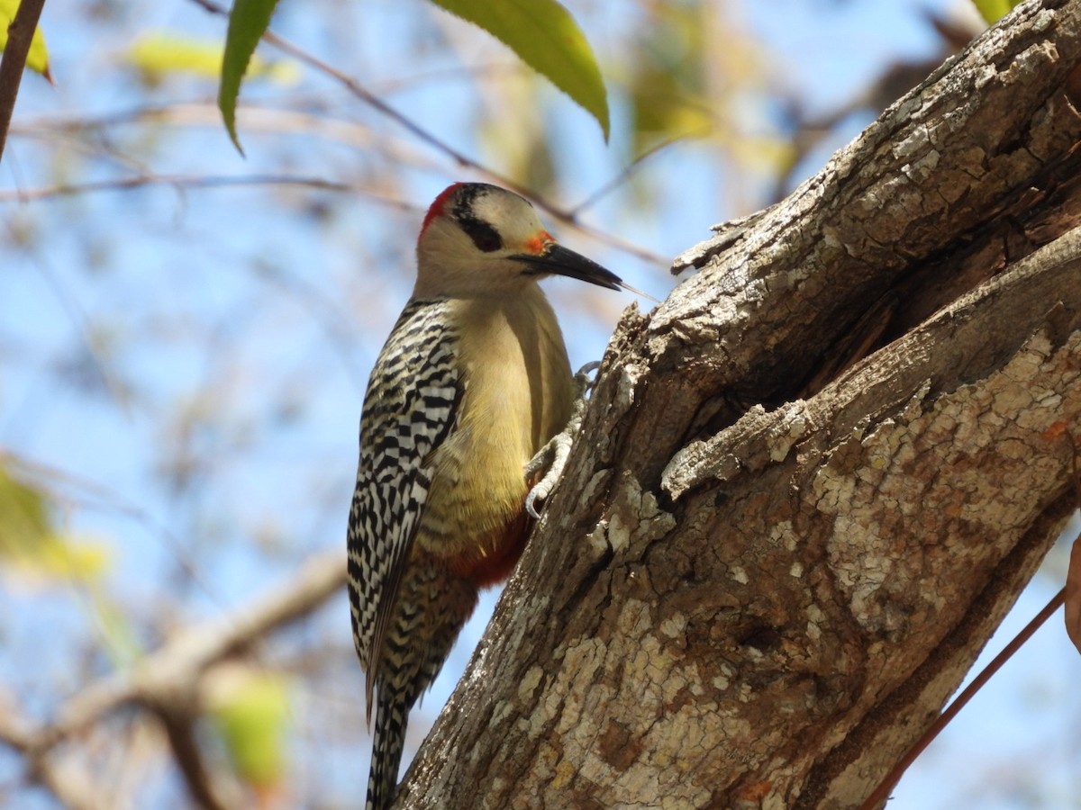West Indian Woodpecker - ML548183621