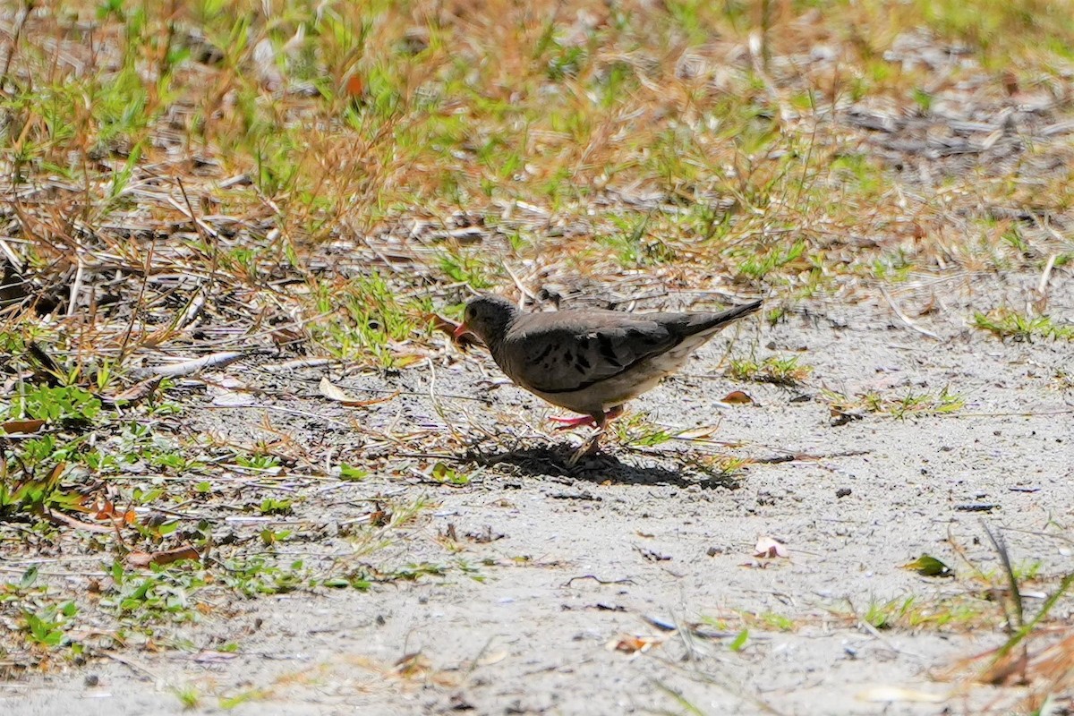 Common Ground Dove - ML548184271