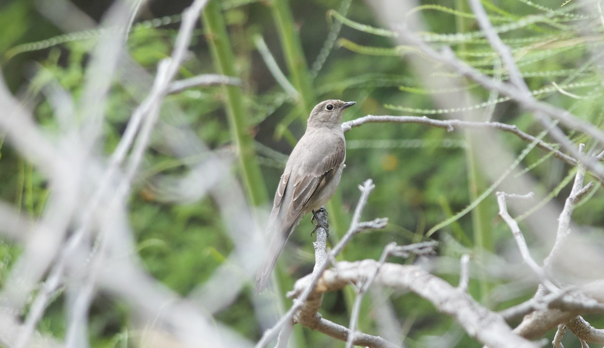 Townsend's Solitaire - Andy Teucher