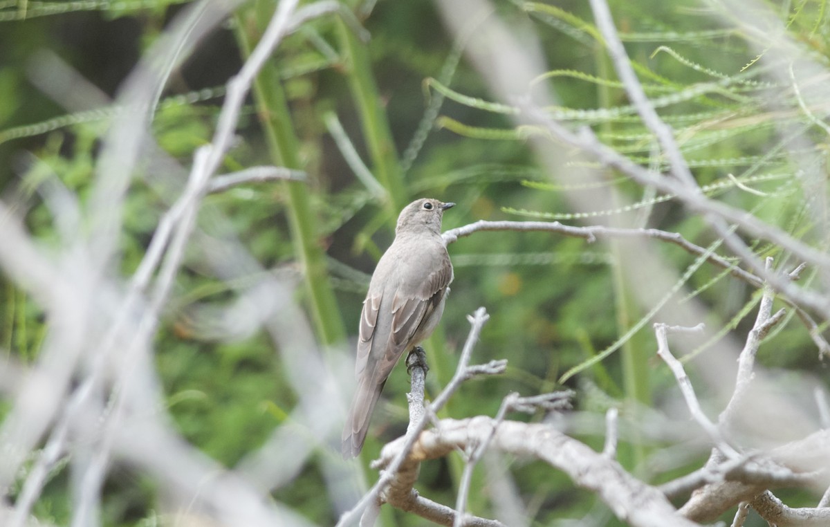 Townsend's Solitaire - Andy Teucher