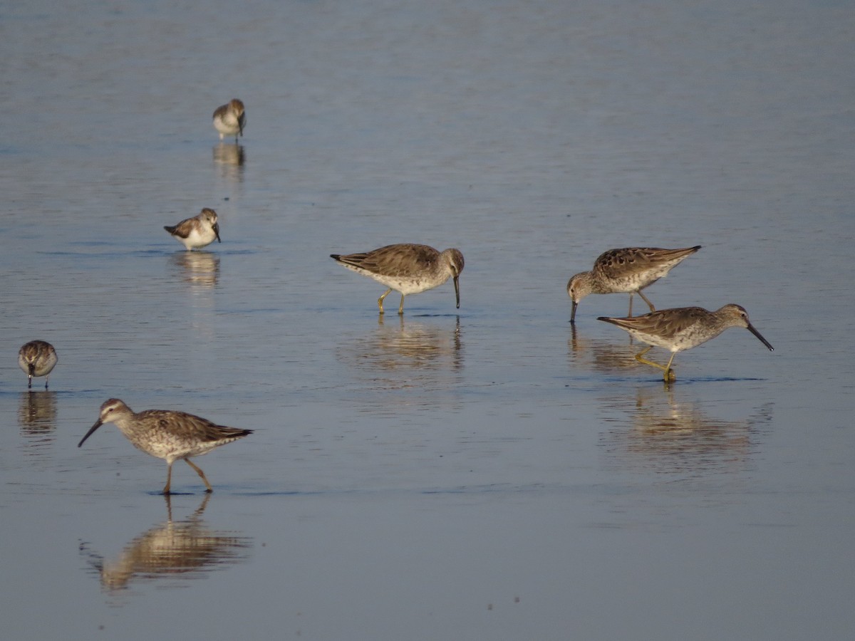 Stilt Sandpiper - Jessie Stuebner