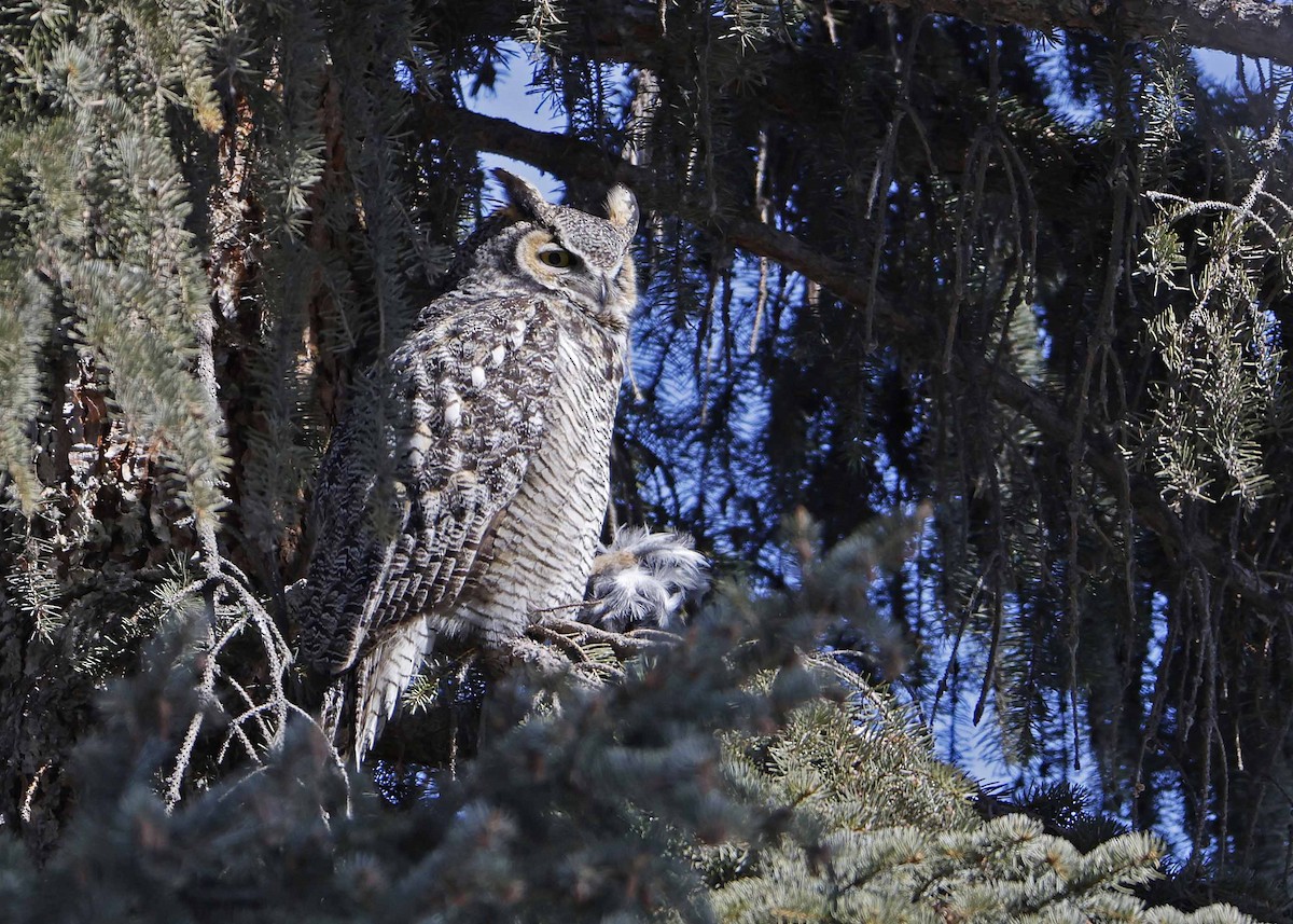 Great Horned Owl - ML548186671