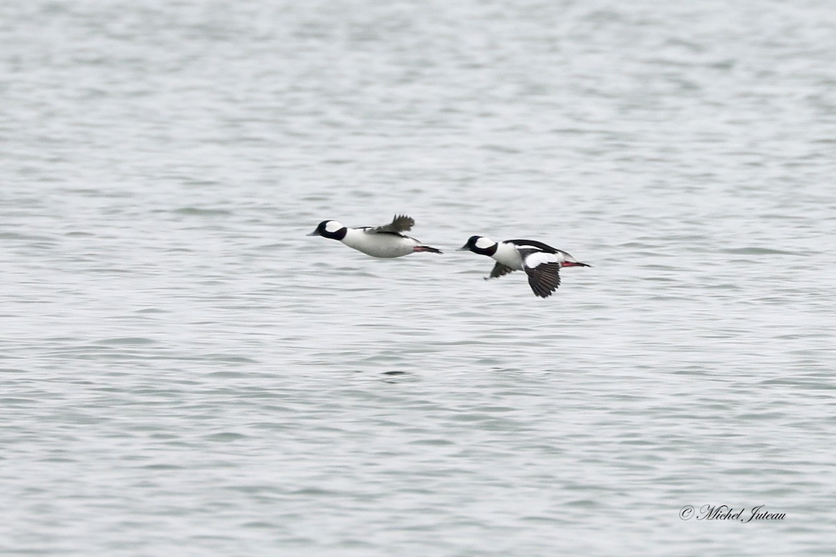 Bufflehead - ML548188481