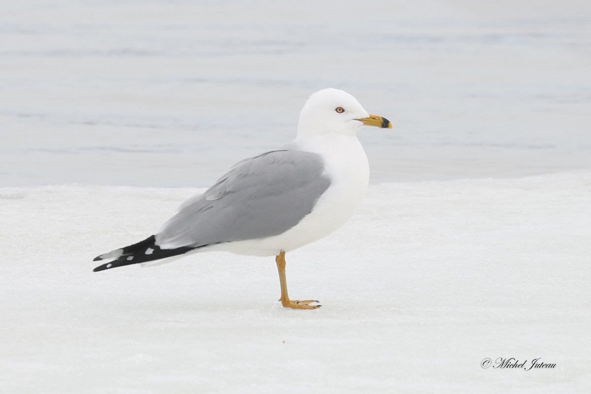 Ring-billed Gull - ML548188831