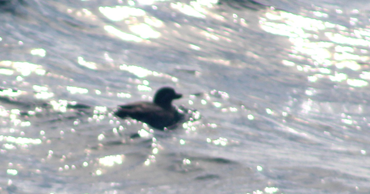 Parakeet Auklet - ML548190181