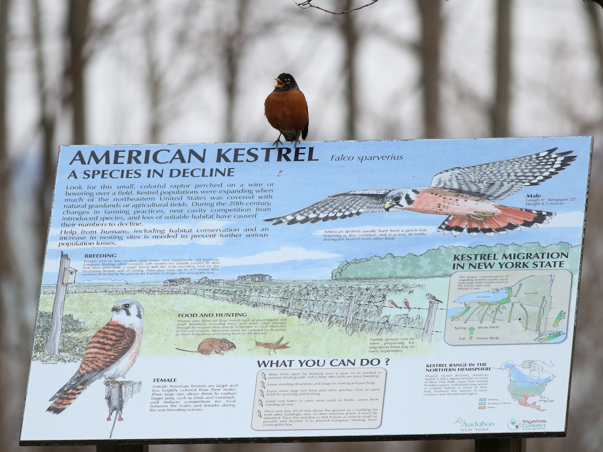 American Robin - ML548190451