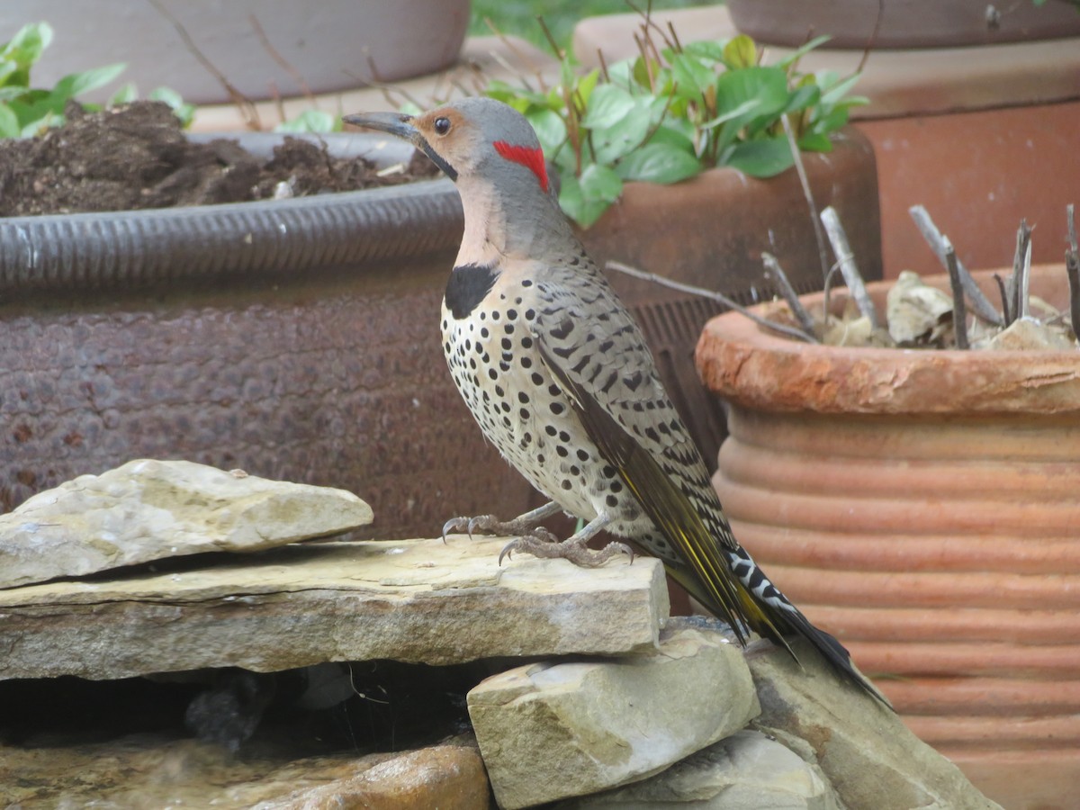 Northern Flicker (Yellow-shafted) - ML548190851