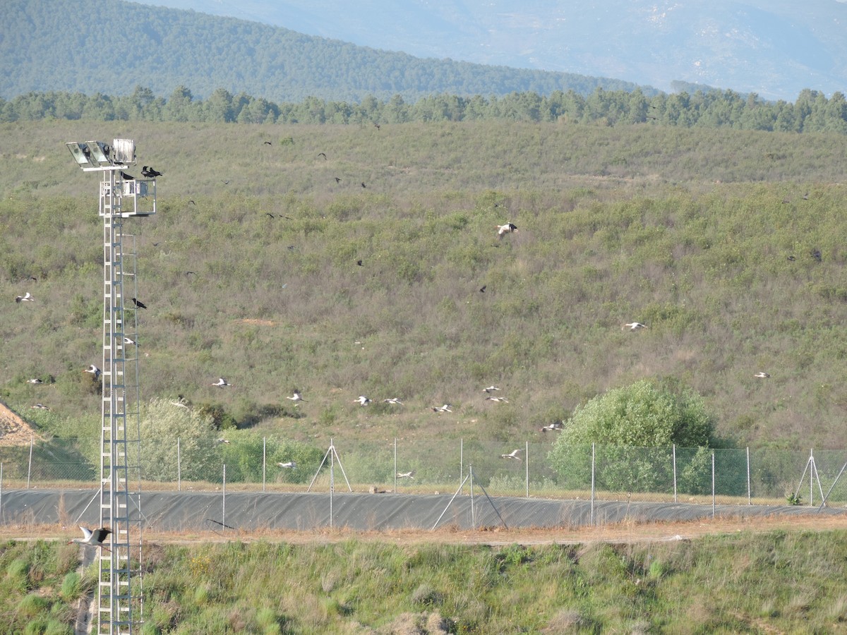 White Stork - Cesar Lopez Nozal