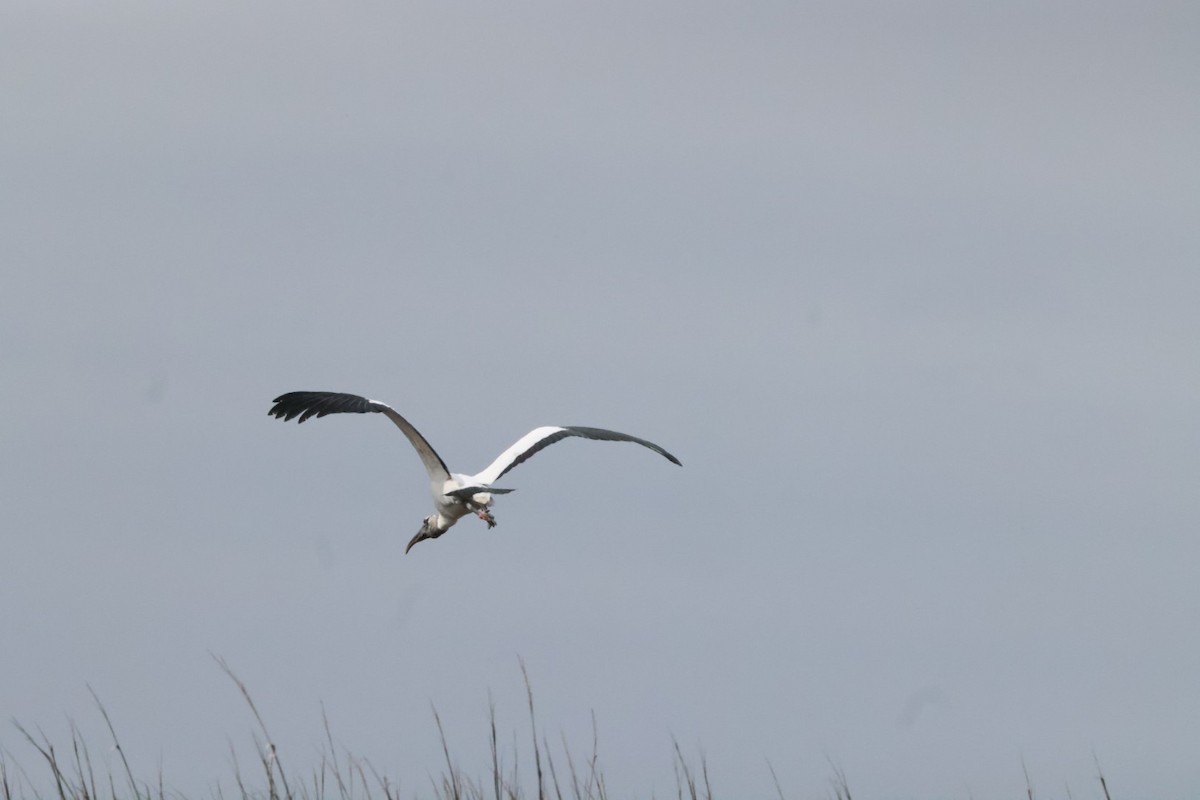 Wood Stork - ML548191481