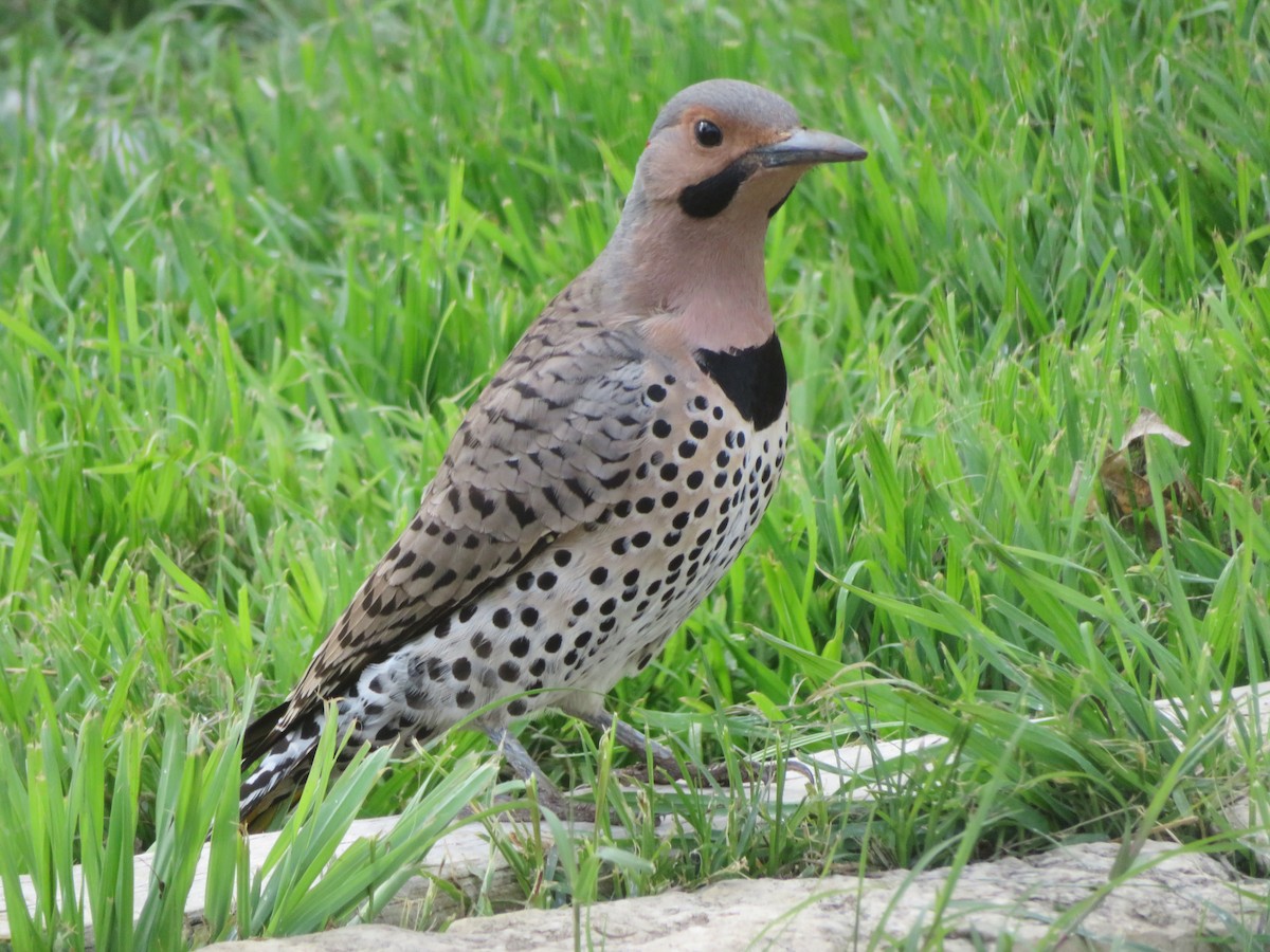 Northern Flicker (Yellow-shafted) - ML548191611