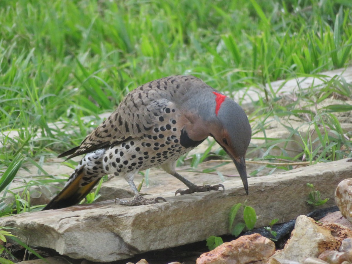 Northern Flicker (Yellow-shafted) - ML548191831