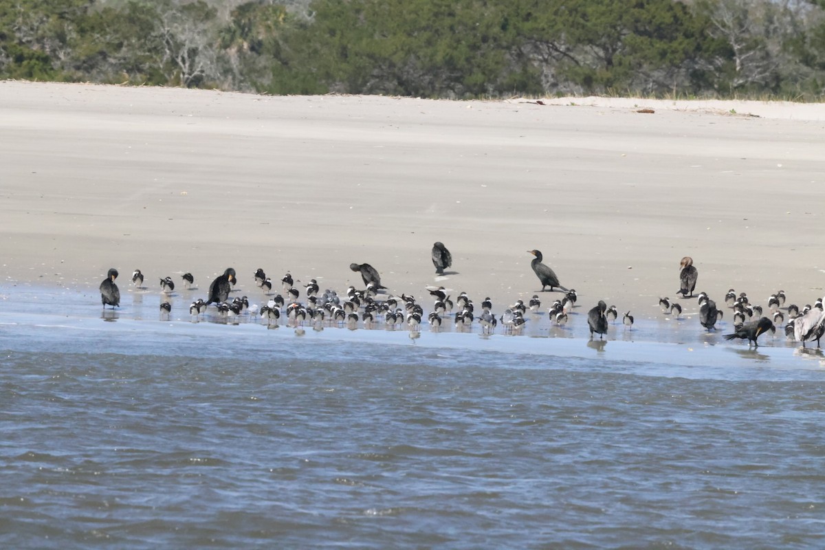 Black Skimmer - Jaden Salett